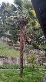 Palma trachicarpus fortunei adulta