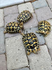 Tartarughe hermanni