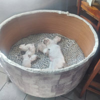 Cuccioli di ragdoll