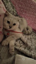 Scottish fold silver