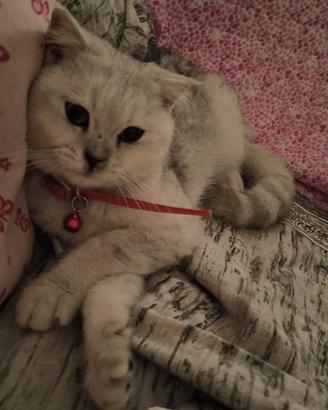 Scottish fold silver