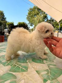 Maltesi