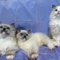 Cuccioli Ragdoll