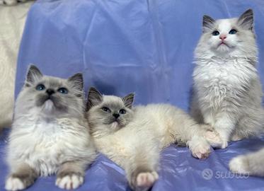 Cuccioli Ragdoll
