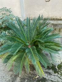 Piante varie