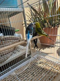 Cocorite e calopsite