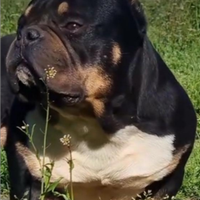 American Bully micro