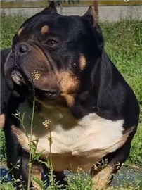 American Bully micro