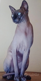 Stallone Sphynx Canadian Pedigree x accoppiamento