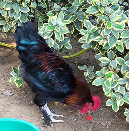 Gallo marans