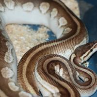 Pitone reale femmina Butter