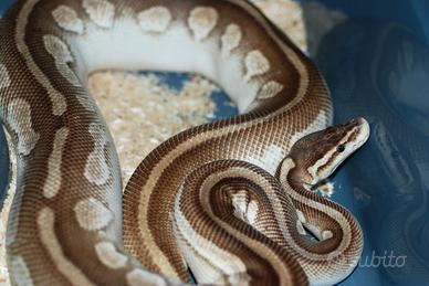 Pitone reale femmina Butter