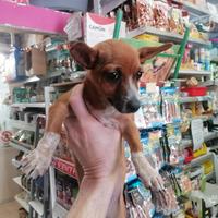 Machietto di Chihuahua con pincher