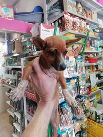 Machietto di Chihuahua con pincher