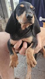 cuccioli segugio italiano nero focato 