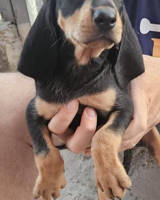 cuccioli segugio italiano nero focato 