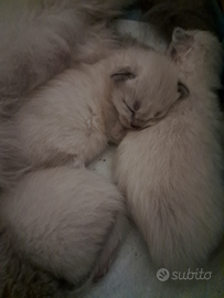 Cucciola Siberiana neva