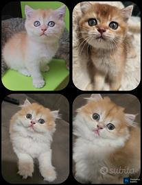 meravigliosi cuccioli british shorthair pedigree 