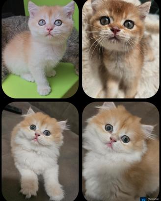 meravigliosi cuccioli british shorthair pedigree 