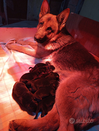 Cuccioli di pastore tedesco Total black