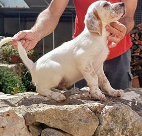 Disponibile cucciolo