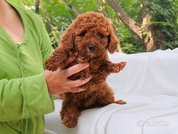 Cucciolo maschio di Barboncino rosso