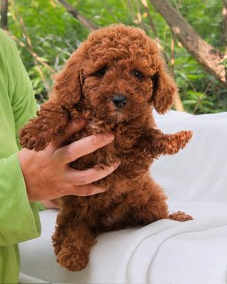 Cucciolo maschio di Barboncino rosso
