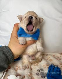 Volpino Pomerania BIANCO cucciolo maschio