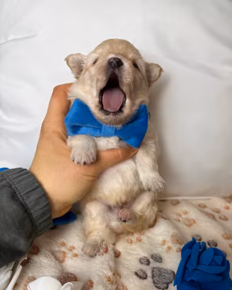 Volpino Pomerania BIANCO cucciolo maschio