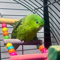 Bolborhyncus lineola verde