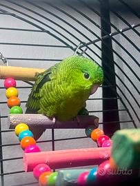 Bolborhyncus lineola verde