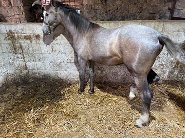 Cavallo