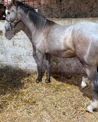 Cavallo