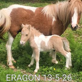 Puledro pony shetland