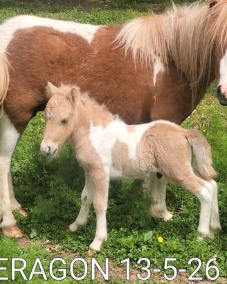 Puledro pony shetland