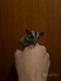 Petauro dello zucchero