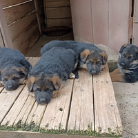 Cuccioli di PASTORE TEDESCO