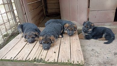 Cuccioli di PASTORE TEDESCO