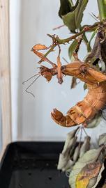 Extatosoma tiaratum