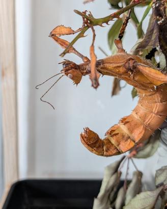 Extatosoma tiaratum