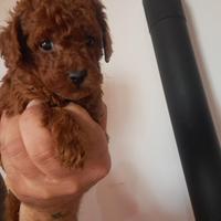 Barboncino mini toy red