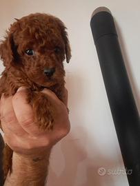 Barboncino mini toy red