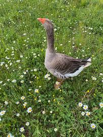 Oca maschio