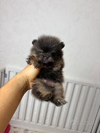 Volpino pomerania LILAC TAN Toy UNICO maschio
