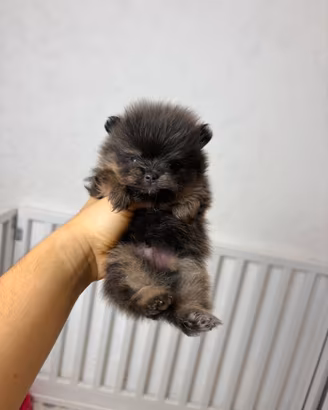 Volpino pomerania LILAC TAN Toy UNICO maschio