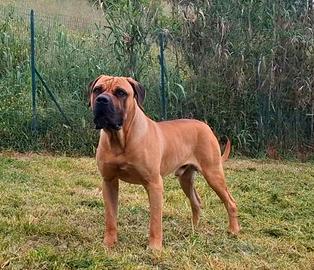 Cane corso