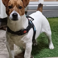 Jack Russell Roi Disponibile