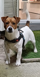 Jack Russell Roi Disponibile
