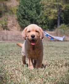 Cuccioli di Labrador - Pedigree da Expo