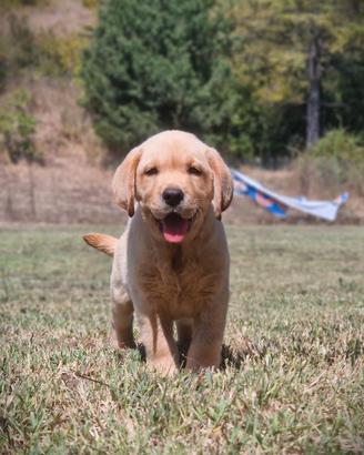 Cuccioli di Labrador - Pedigree da Expo